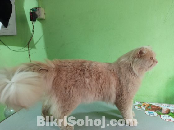 Persian cat